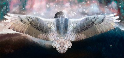 敢飞 2019 作者 海伦·怀特