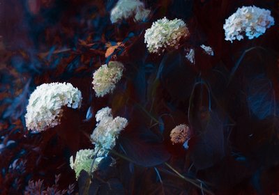 In the Pale Moonlight, 2019 作者 海伦·怀特