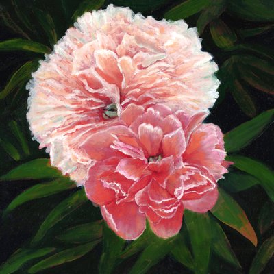 麦格达伦学院牡丹，2023 年（布面油画） 作者 Helen White