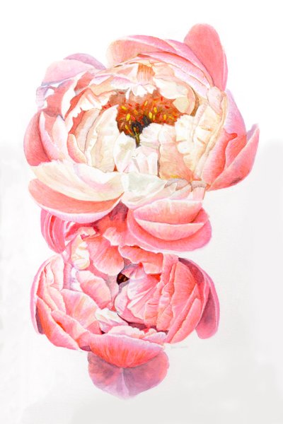 牡丹, 2021 作者 海伦·怀特