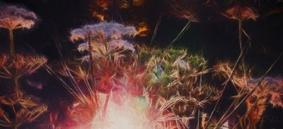 Radiant Hedgerow，2018， 作者 海伦·怀特