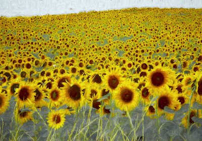 Sunflower field, 2019 作者 海伦·怀特