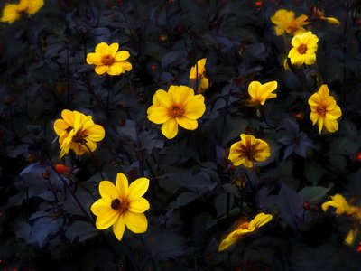 Yellow Velvet, 2019 作者 海伦·怀特