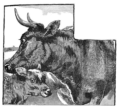 牛和小牛，c1900 作者 海伦娜·马奎尔（Helena J.Maguire）