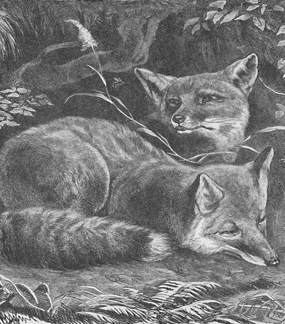 狐狸在家，c1900 作者 海伦娜·马奎尔（Helena J.Maguire）