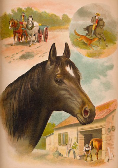 马，1900年 作者 海伦娜·马奎尔（Helena J.Maguire）