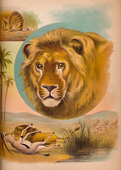 狮子，c1900 作者 海伦娜·马奎尔（Helena J.Maguire）
