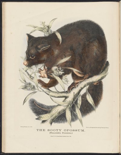澳大利亚哺乳动物（Krefft）Nla.obj-33627803-10 The Sooty Opossum 作者 海伦娜·斯科特（Helena Scott）