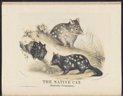 澳大利亚哺乳动物（Krefft）Nla.obj-33627803-14 The Native Cat 作者 海伦娜·斯科特（Helena Scott）