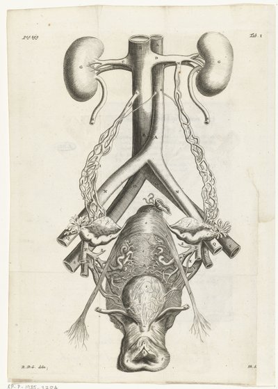 女性生殖器官和肾脏的解剖图像 书籍插图：Reinier de Graaf，Alle de wecken，阿姆斯特丹，1686 年 作者 亚伯拉罕·亚伯拉罕斯