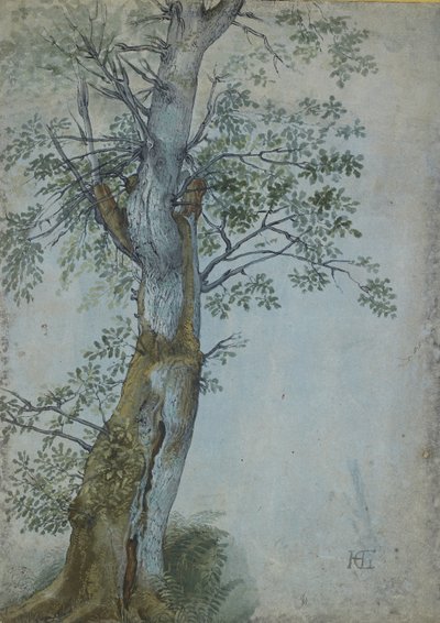 一棵树的研究，1597-99（笔在深棕色墨水中，刷在wc和身体颜色，在蓝纸上用白色加高） 作者 亨德里克·古尔齐乌斯（Hendrik Goltzius）