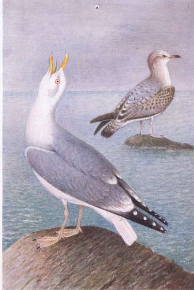 Herring Gull，明信片，20世纪30年代 作者 亨德里克·格伦沃尔德