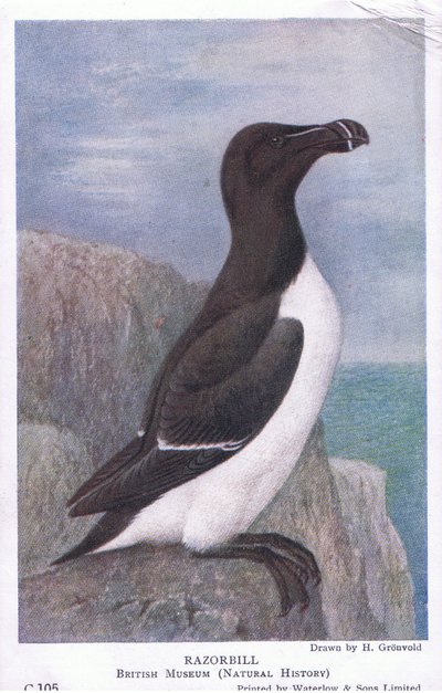 Razorbill，明信片，20世纪30年代 作者 亨德里克·格伦沃尔德