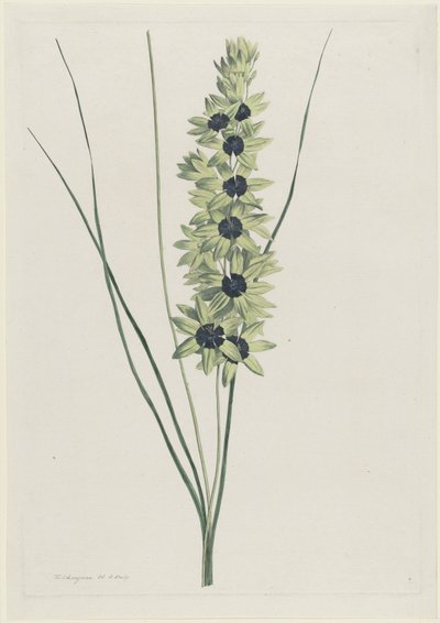 非洲鸢尾花（Ixia maculata viridis） 作者 亨利克·施韦格曼