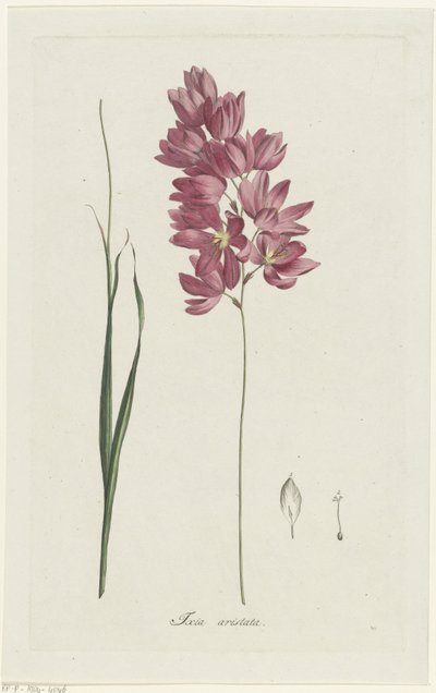 Ixia patens Aiton
Ixia aristata（物体上的标题） 作者 亨利克·施韦格曼