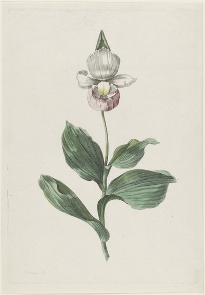 兰花女鞋（Cypripedium reginae Walter） 作者 亨利克·施韦格曼