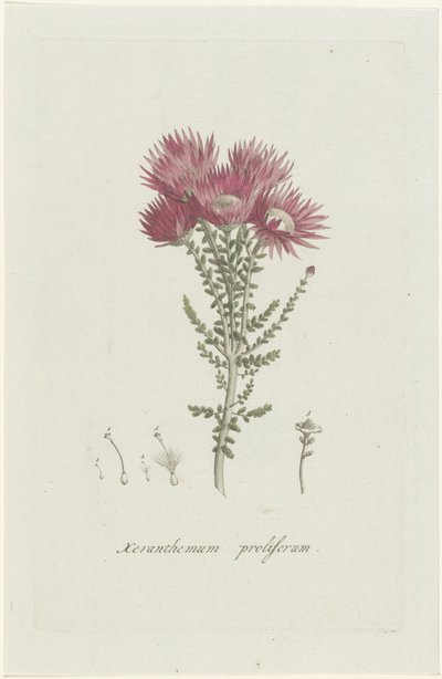 增殖斑瘤菌 Xeranthemum proliferum（物体上的标题） 作者 亨利克·施韦格曼