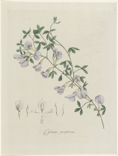 紫茎
Cytisus purpureus（物体上的标题） 作者 亨利克·施韦格曼