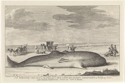 搁浅的抹香鲸
1762 年 2 月 20 日，一条抹香鲸在 Zandvoort 和 Wyk op Zee 之间被冲上岸，长 61 英尺 6 英寸。(物体上的标题） 作者 亨德里克·斯皮尔曼