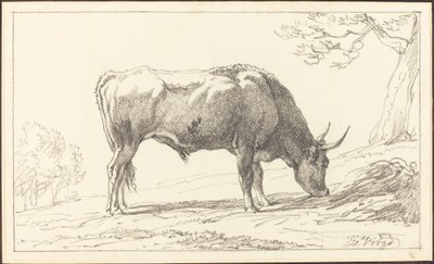 一头年轻的公牛在吃草 作者 亨里克·沃格德