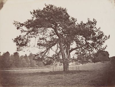 汉密尔顿宫公园（伞松），约 1858 年（照片） 作者 亨利·查尔斯·德·罗斯坦