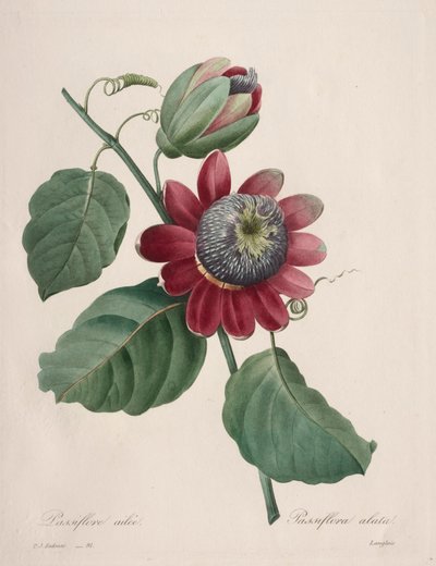 选择最美丽的花朵...最美丽的水果：西番莲翅，1827年。 作者 皮埃尔·约瑟夫·雷杜特