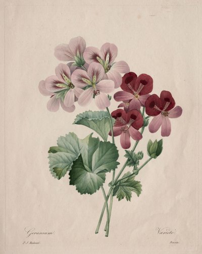 天竺葵，1827年。 作者 皮埃尔·约瑟夫·雷杜特