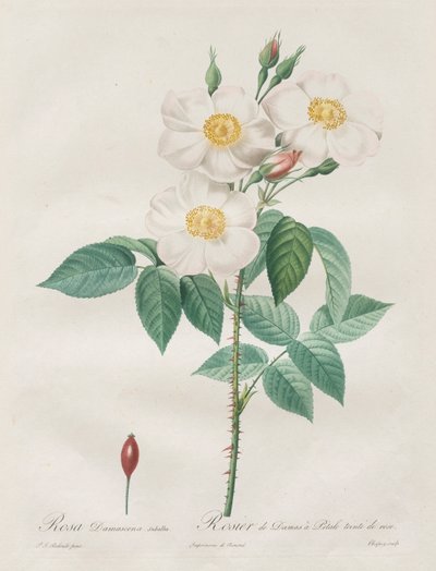 莱斯·罗斯（Les Roses）：罗莎·达马塞纳（Rosa Damascena），Subalba，1817-1824年。 作者 皮埃尔·约瑟夫·雷杜特