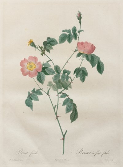 Les Roses：印度罗莎（Rosa indica），1817-1824年。 作者 皮埃尔·约瑟夫·雷杜特