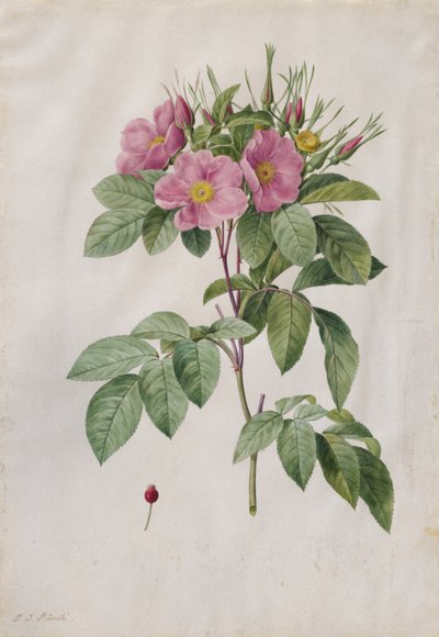 牧场玫瑰罗莎（Rosa Rosa）卡罗莱纳州Corymbosa，1817-1824年。 作者 皮埃尔·约瑟夫·雷杜特