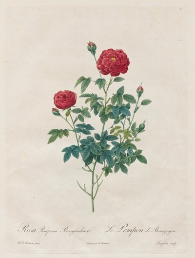 蓬蓬·罗斯（Pompon Rose），1817-1824年。 作者 Pierre Joseph Redouté