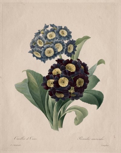报春花，1827。 作者 皮埃尔·约瑟夫·雷杜特