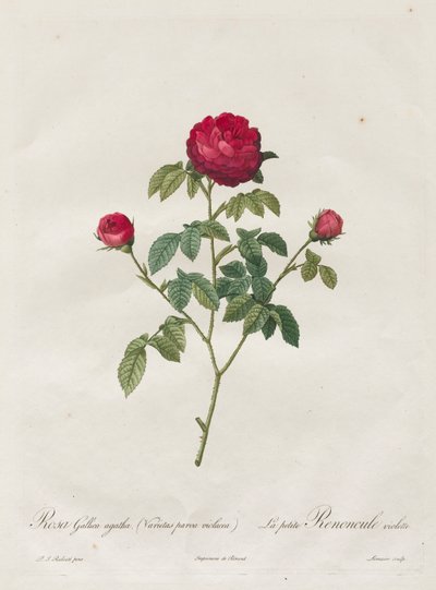 普罗旺斯或法国玫瑰，1817-1824年。 作者 皮埃尔·约瑟夫·雷杜特