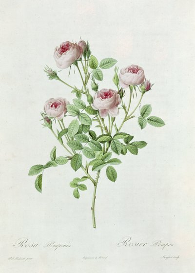 Rosa Pomponia，来自&39;The Roses&39;的Claude Antoine Thory（1757-1827），由Eustache Hyacinthe Langlois（1777-1837）1817年刻 作者 皮埃尔·约瑟夫·雷杜特