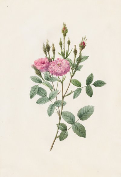 罗莎（Rosa Pomponiana）Muscosa，1817-1824年。 作者 皮埃尔·约瑟夫·雷杜特