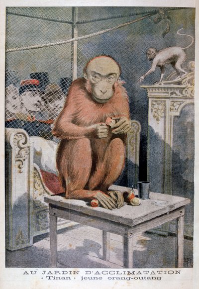 玩具猩猩，1896年 作者 亨利·迈耶（Henri Meyer）