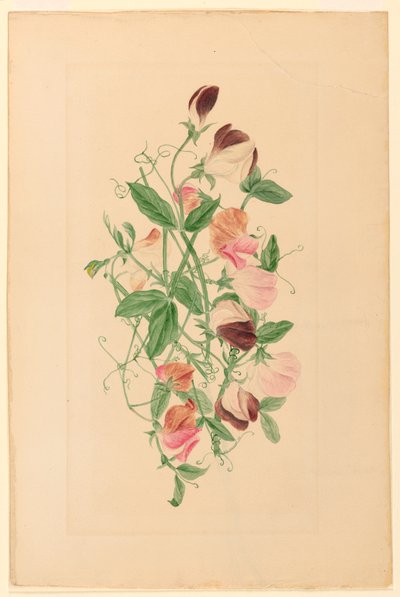 绘画，甜豆，1875 年 作者 亨丽埃塔·本森·荷马