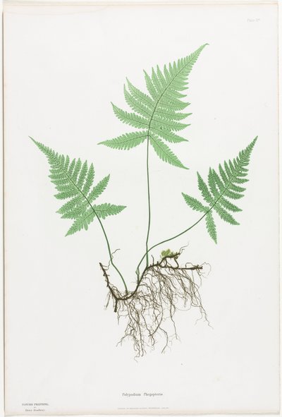 大不列颠及爱尔兰的蕨类植物：Polypodium Phegopteris, 1855-1856. 作者 亨利·布拉德伯里