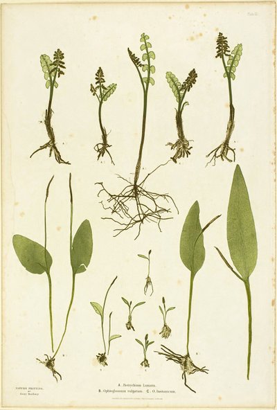 大不列颠及爱尔兰蕨类植物》第 51 版中的月蕨和芒舌蕨自然版画 作者 亨利·布拉德伯里