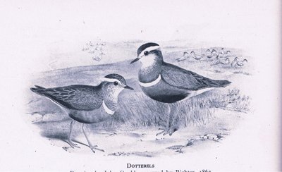 英国自然界的Dotterells，由柯林斯出版，1946年 作者 亨利·康斯坦丁·里希特