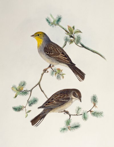 Emberiza cinerea，来自亚洲鸟类 作者 亨利·康斯坦丁·里希特