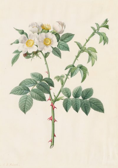 蔷薇或狗蔷薇（Rosa Leucantha） 作者 亨利·约瑟夫·雷杜特