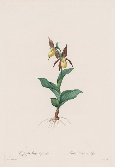Les Liliacées：  金鱼草 作者 亨利·约瑟夫·雷杜特