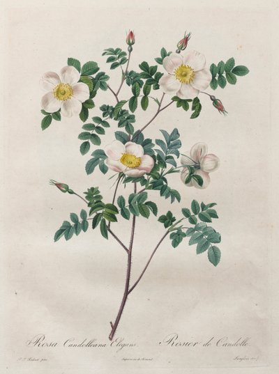 玫瑰：高雅蔷薇（Rosa Candolleana Elegans 作者 亨利·约瑟夫·雷杜特