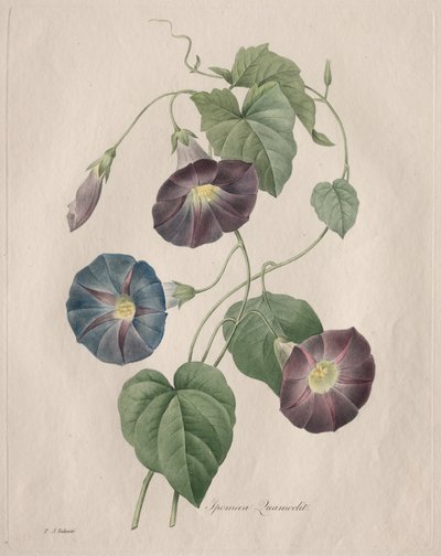星光朝霞 作者 Henry Joseph Redouté