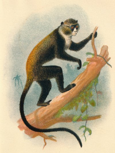 Boutourlinis Gernon，1897年 作者 亨利·奥格·福布斯
