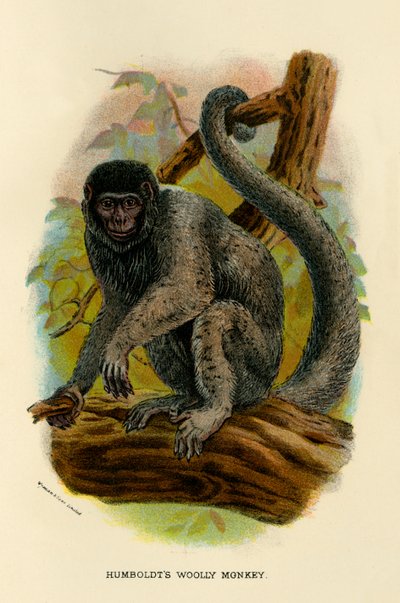 洪堡羊毛猴，1896年 作者 亨利·奥格·福布斯