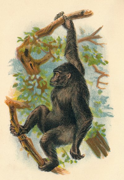 大猩猩，1897年 作者 亨利·奥格·福布斯