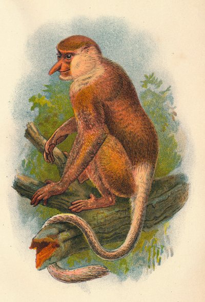 长鼻猴，1897年 作者 亨利·奥格·福布斯