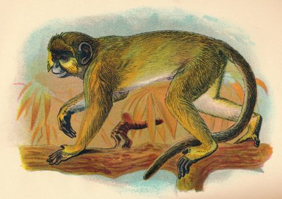 塔拉彭，1897年 作者 亨利·奥格·福布斯